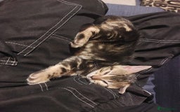 Bengal cats for sale: Female Bengal Kitten £400 - Image 5