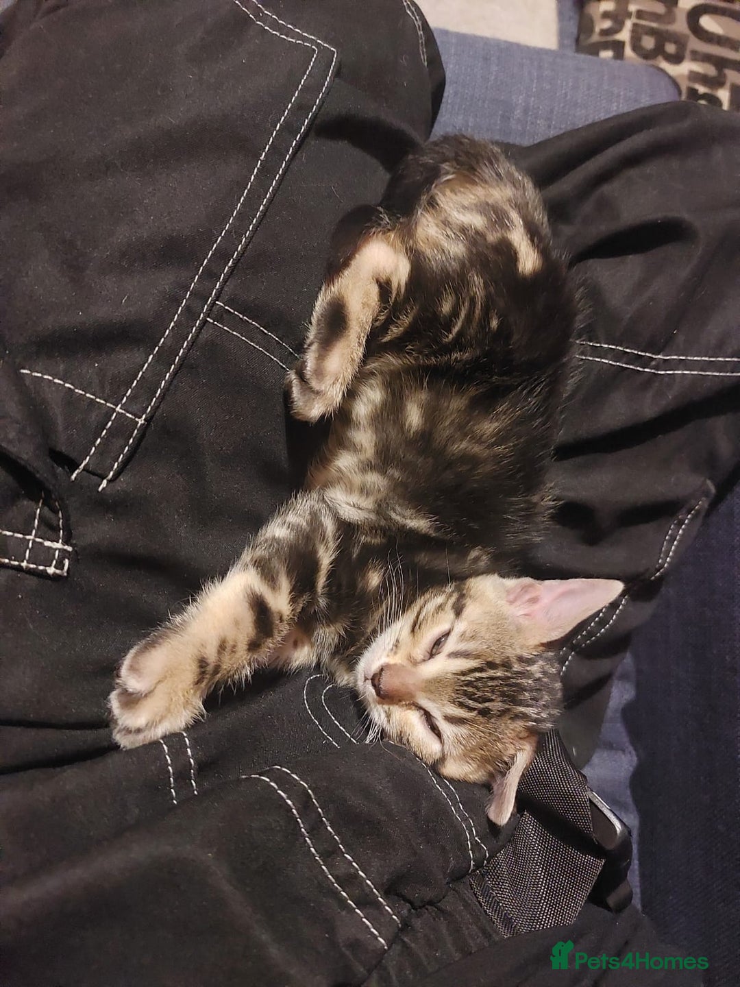 Bengal cats for sale: Female Bengal Kitten £400 - Image 5