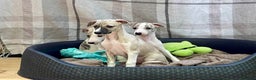 Whippet dogs for sale: AVAILABLE Kc reg healthy, sweet, gentle whippets - Advert 12