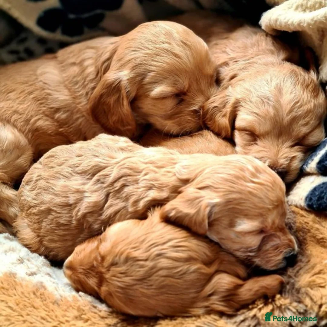 Cockapoo dogs for stud: Cockapoo Stud Dog (PROVEN) in Maidstone - Advert 7