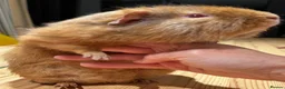Guinea Pig rodents for sale: Lovely Teddy Rex ginger male guinea pig 5 months in Aylesbury - Advert 10
