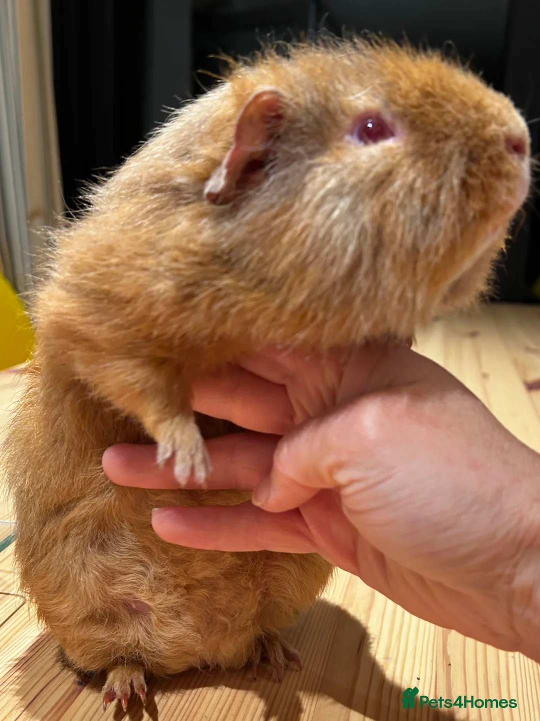 Guinea Pig rodents for sale: Lovely Teddy Rex ginger male guinea pig 5 months in Aylesbury - Advert 10