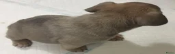 French Bulldog dogs for sale: 4 beautiful female French bulldogs  in Nottingham - Advert 18