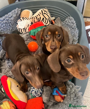 Miniature Dachshund dogs 3 boy smooth haired mini dachshunds Ready Now - Advert 11
