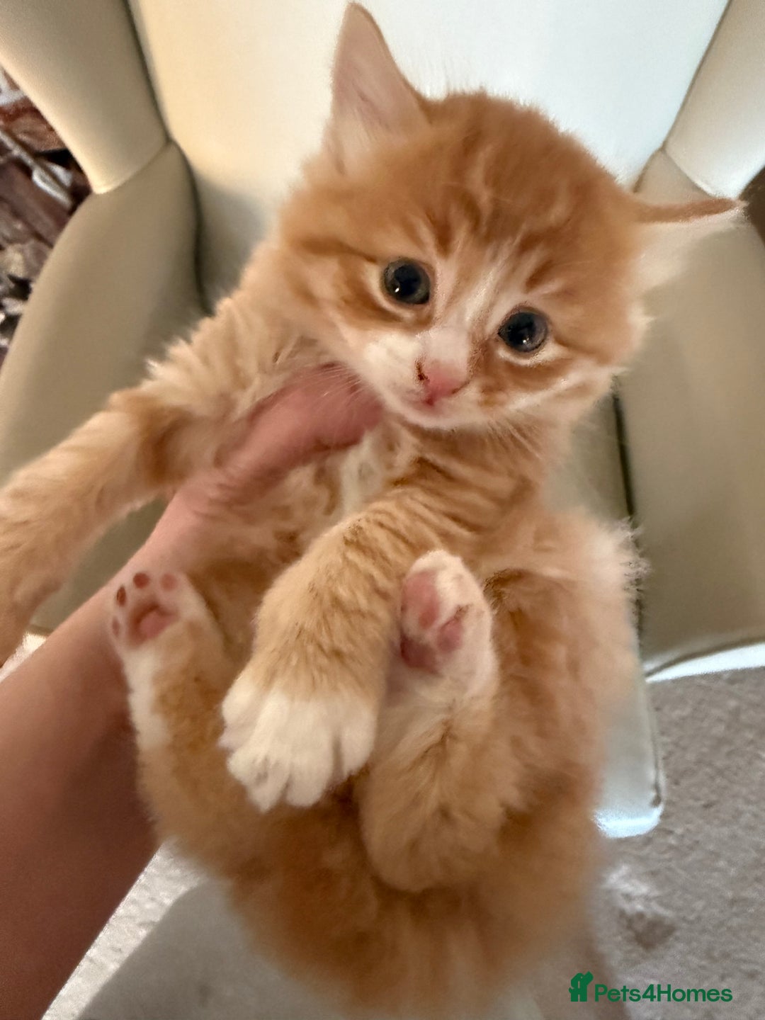 Ragdoll cats for sale: Part rag doll kittens  - Advert 4