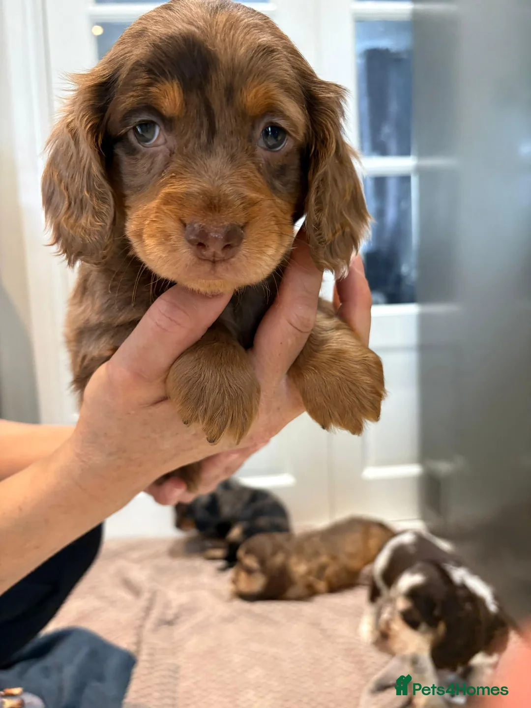 Cocker Spaniel dogs for sale: 100% Pedigree full show type DNA health tested  in Worksop - Advert 22