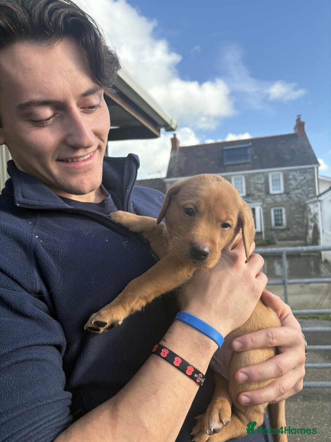 Labrador Retriever dogs for sale: KC Reg Fox red labrador litter of 6 dogs 4 bitches - Advert 35