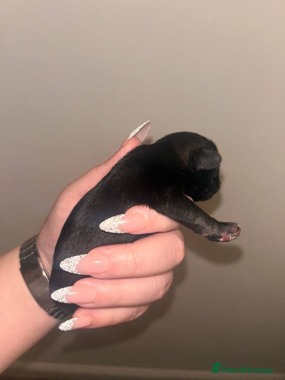Pug dogs for sale: Adorable Pug Puppy looking for her new home - Image 4