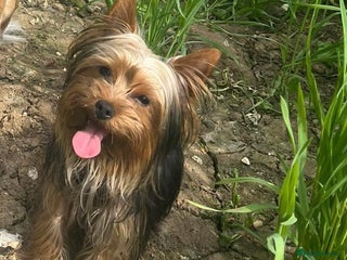 Yorkshire Terrier dogs - Advert 3