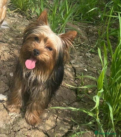 Yorkshire Terrier dogs - Advert 3