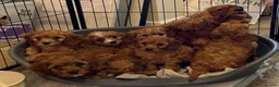Cavapoo dogs for sale: 🐶🐾Adorable F1 miniature cavapoos🐾🐶 - Advert 6