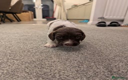 English Springer Spaniel dogs for sale: KC registered, Springer spaniel puppies  - Image 6