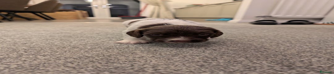 English Springer Spaniel Puppy 3