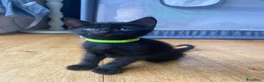 Lime collar