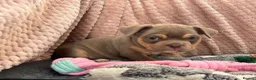 Mixed Breed dogs for sale: French bulldog X Pocket bully in Birmingham - Advert 5