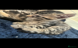 Bengal cats for sale: Bengal x - Image 4