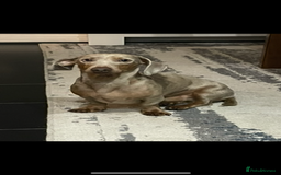 Dachshund dogs for sale: 21 month old miniature dachshund Male - Image 1
