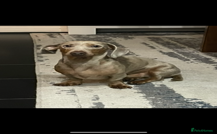 Dachshund dogs - Advert 6