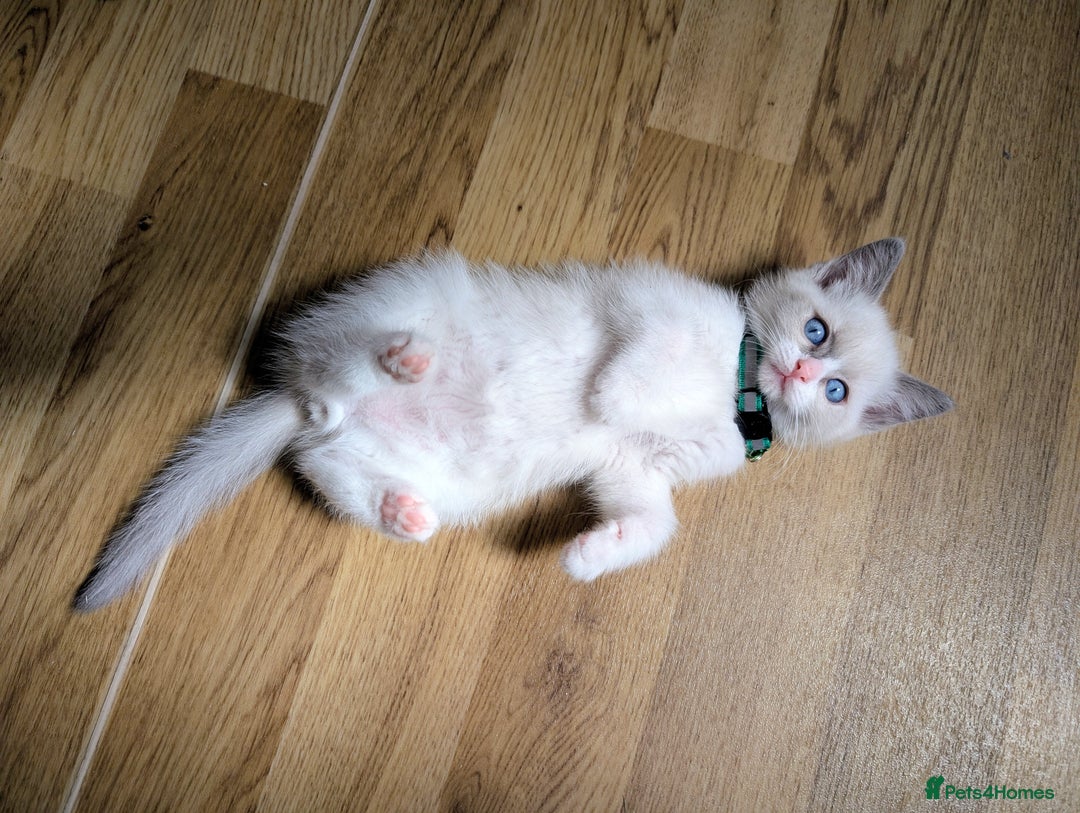 Ragamese cats for sale: 🐾💎Ragdoll X Siamese (Ragamese) Kittens💎🐾 - Image 29