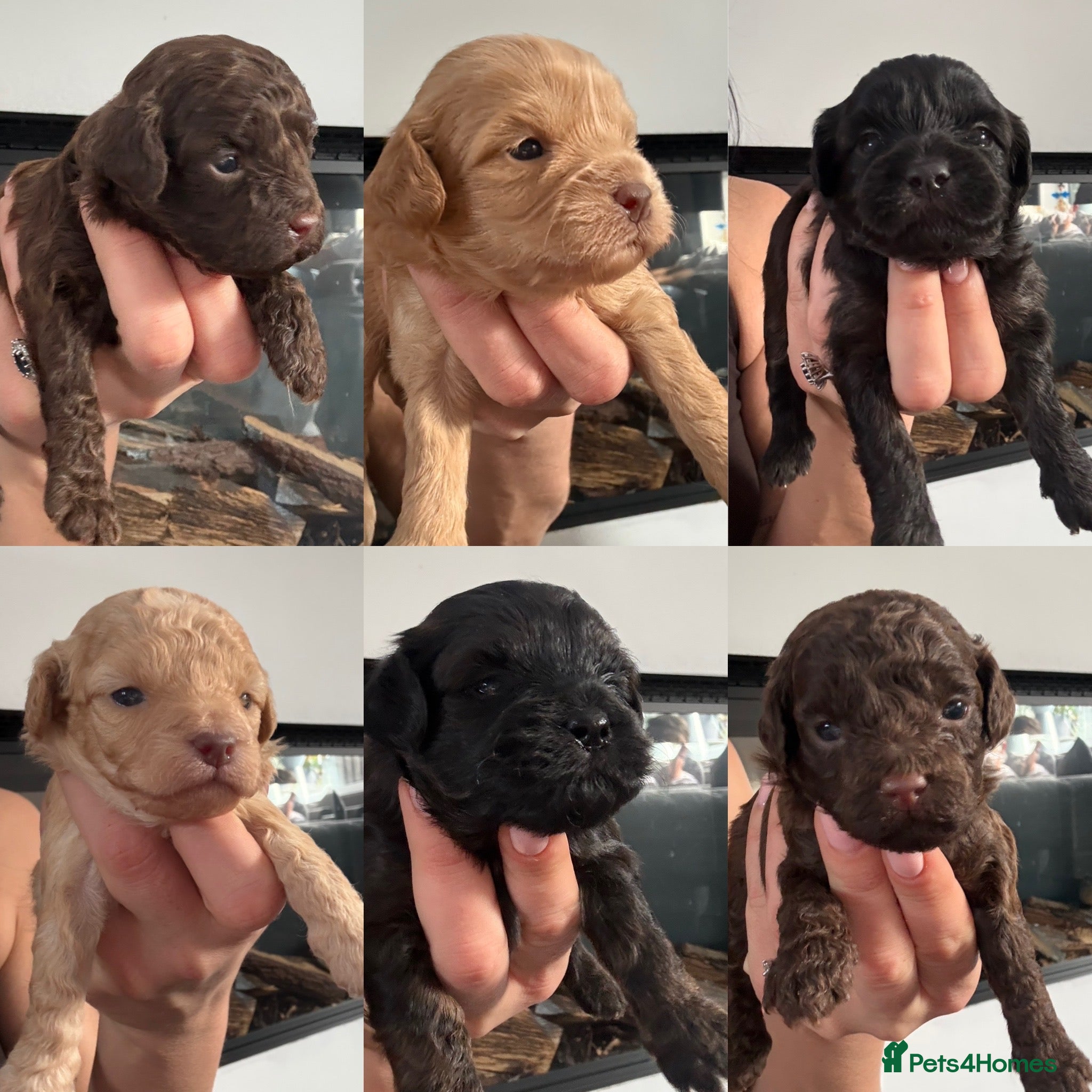 Shihpoo dogs Adorable F1B Shihpoo puppies ready 9/8/26 🧸🤎🐾 - Advert 5