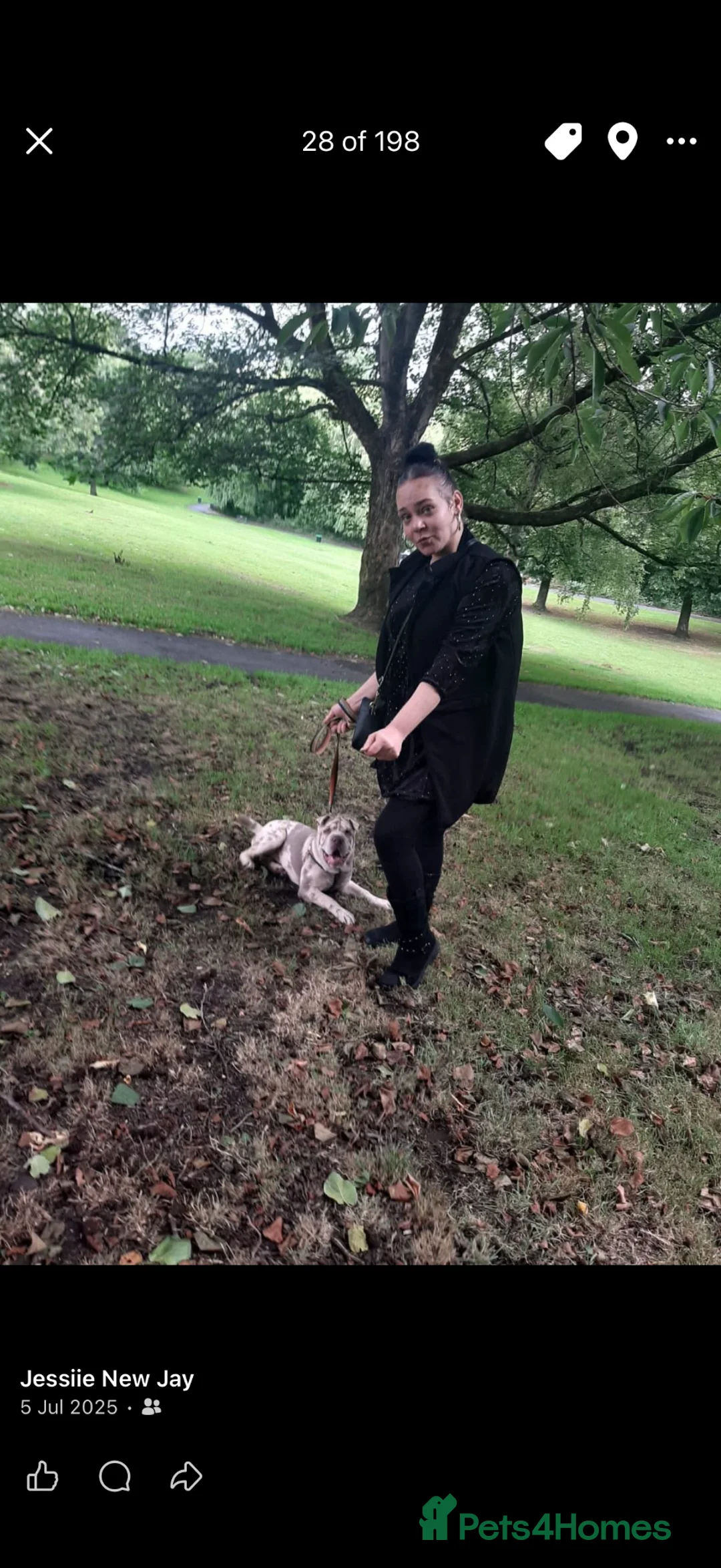 Shar Pei dogs for stud: Mearl sharpai  in Manchester - Advert 1