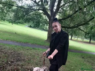 Shar Pei dogs Mearl sharpai - Advert 1