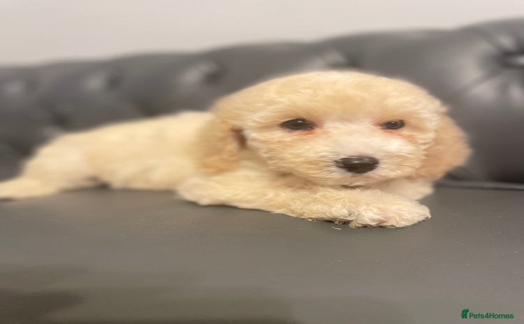 Cockapoo dogs - Advert 12