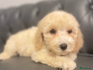 Cockapoo dogs - Advert 35