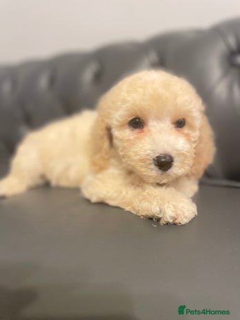 Cockapoo dogs - Advert 15