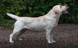 Labrador Retriever dogs for sale: READY NOW - Beautiful Show Type Labrador Puppies - Image 3