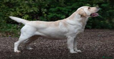 Labrador Retriever dogs - Advert 4