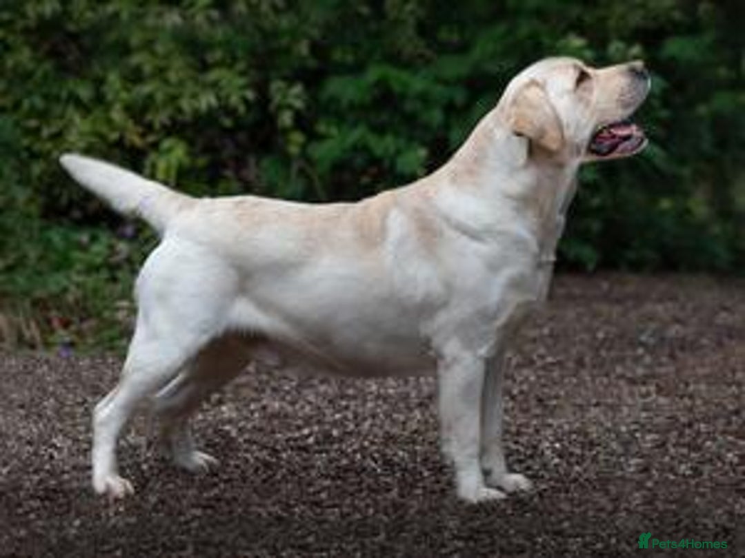 Labrador Retriever dogs for sale: READY NOW - Beautiful Show Type Labrador Puppies - Image 3
