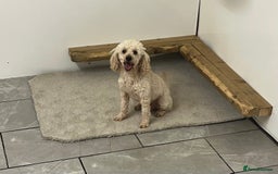 Cavapoo dogs for sale: cavapoo puppies for sale  - Image 6
