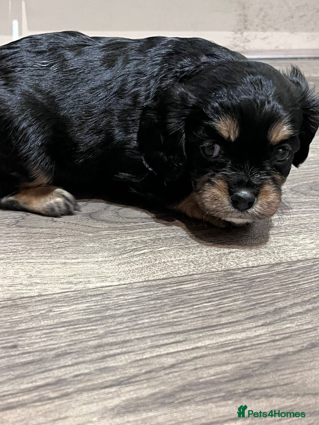 Cavapoo dogs for sale: Beautiful F1B REVERSE Cavapoos - Advert 18