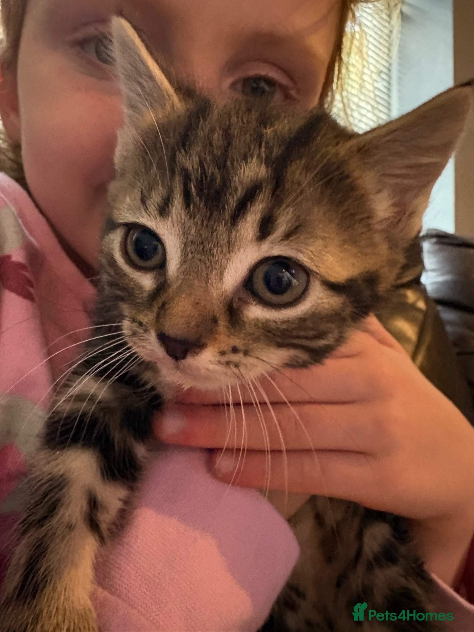 Mixed Breed cats Tabby female kitten  - Advert 2