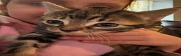 Mixed Breed cats for sale: Tabby female kitten  - Advert 1