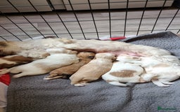 Shih Tzu dogs for sale: Shihtzu puppies - Image 9
