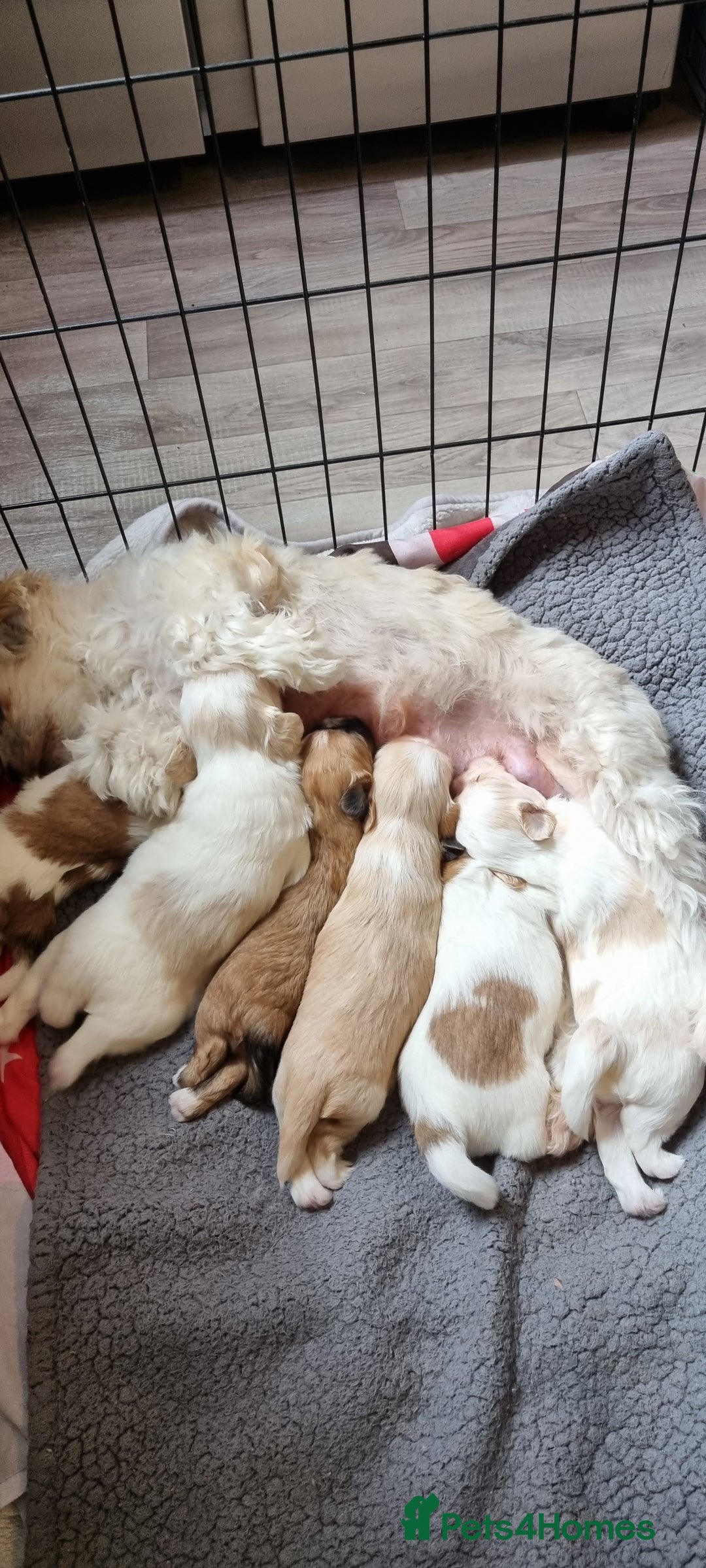 Shih Tzu dogs for sale: Shihtzu puppies - Image 9