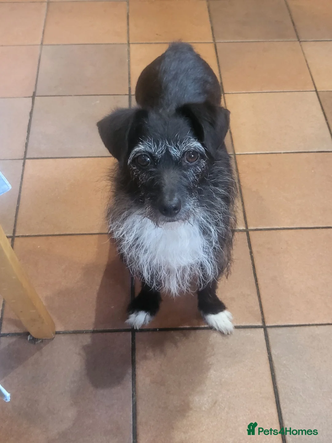 Jackapoo dogs for sale: Gorgeous little accidents! in Bacup - Advert 2