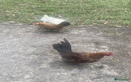 Chickens poultry for sale: 1 Cockerel 2 Hens Serama Chicks - Image 5