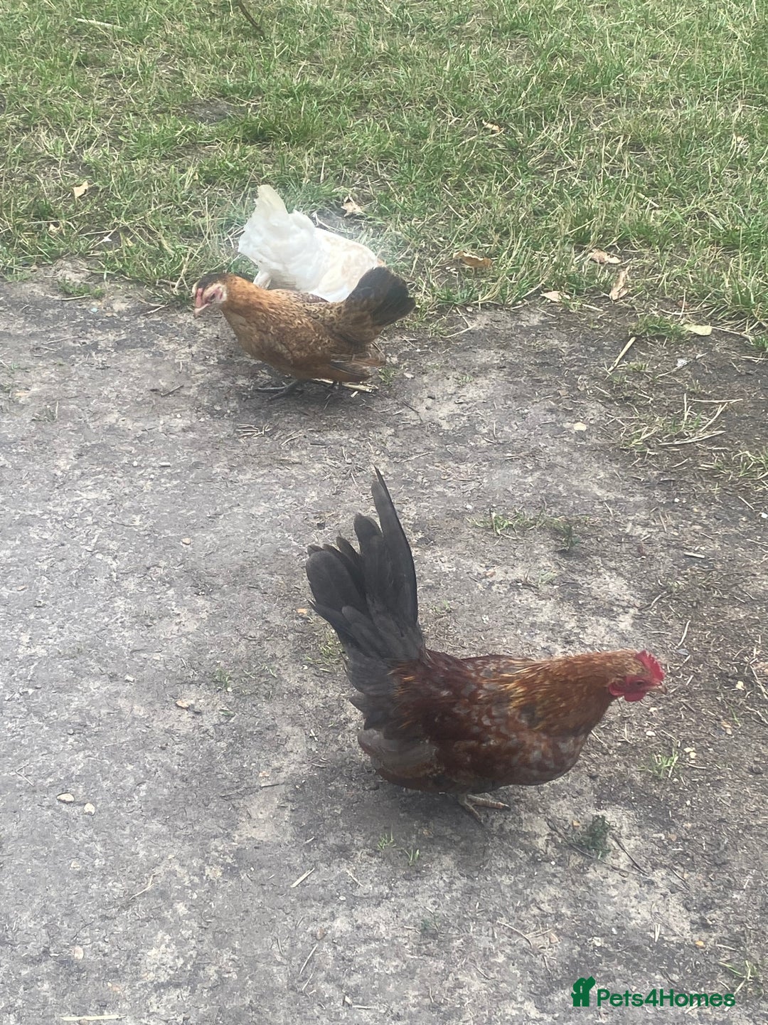 Chickens poultry for sale: 1 Cockerel 2 Hens Serama Chicks - Image 5
