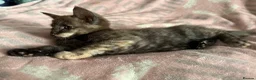 Maine Coon cats for sale: Maine Coon Cross Kittens - Advert 13