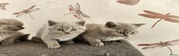 British Shorthair cats for sale: British shorthair kittens ready to leave now  - Advert 10