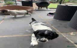English Springer Spaniel dogs for sale: Springer pups - Image 7
