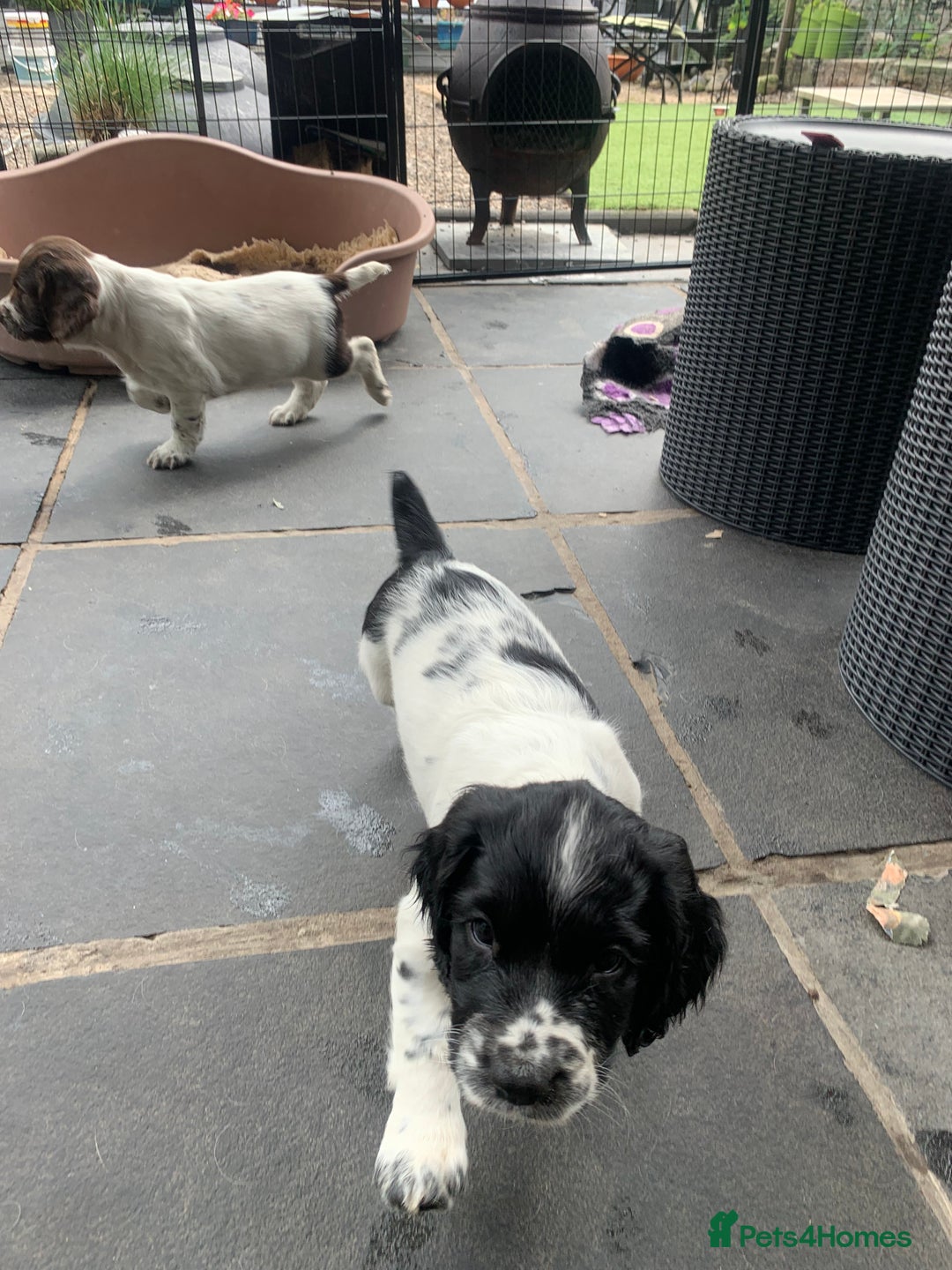 English Springer Spaniel dogs for sale: Springer pups - Image 7