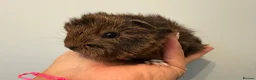 Guinea Pig rodents for sale: Beautiful baby piggies  - Advert 16