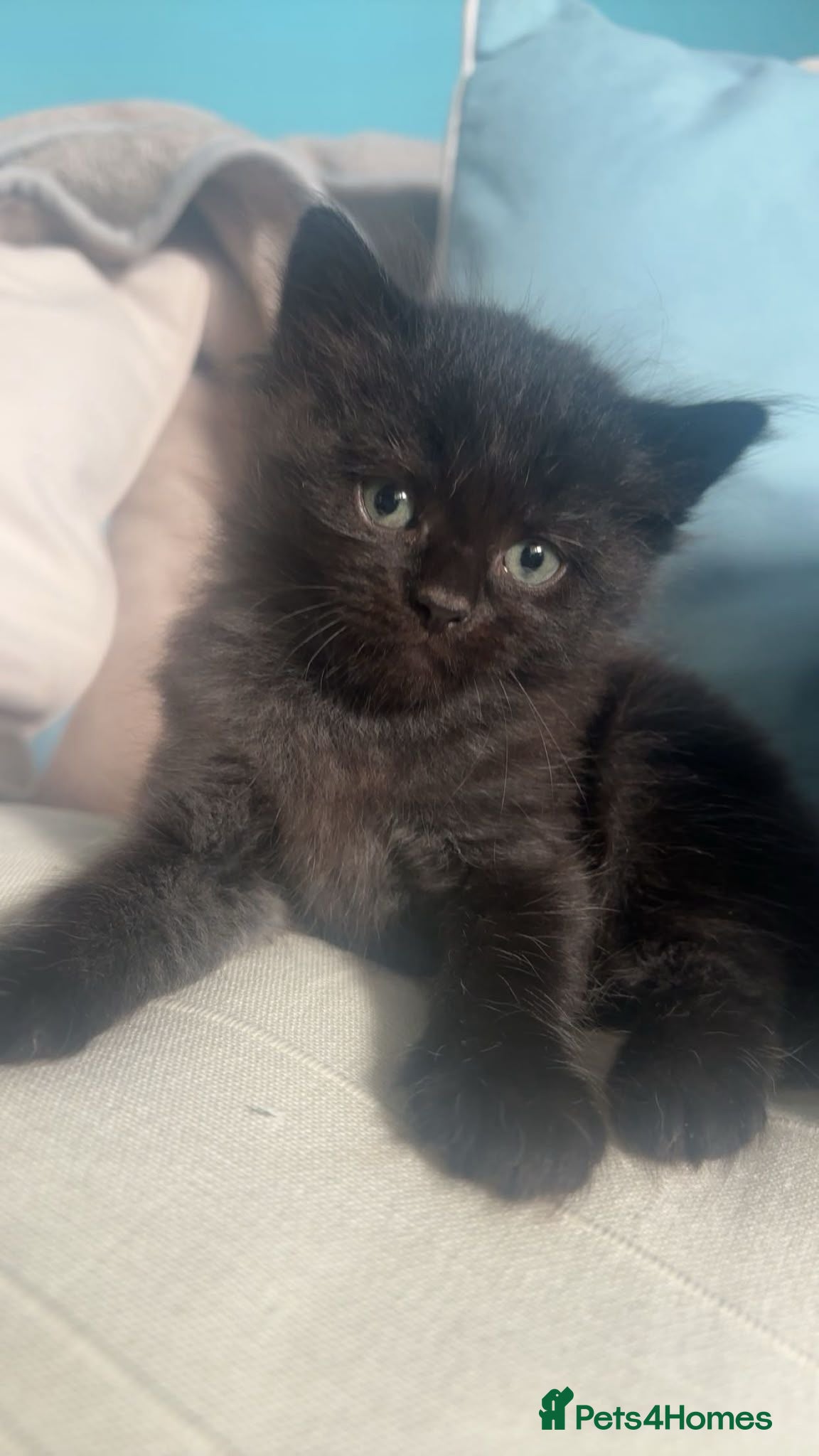 Ragdoll cats Exceptional Ragcoon x British Longhair – Premium - Advert 1