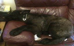 German Shepherd dogs for sale: Male longhaired black sable German shepherd  - Image 7