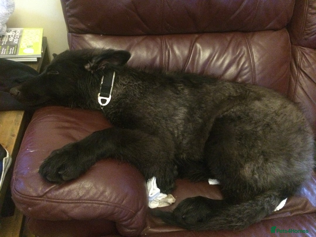 German Shepherd dogs for sale: Male longhaired black sable German shepherd  - Image 7