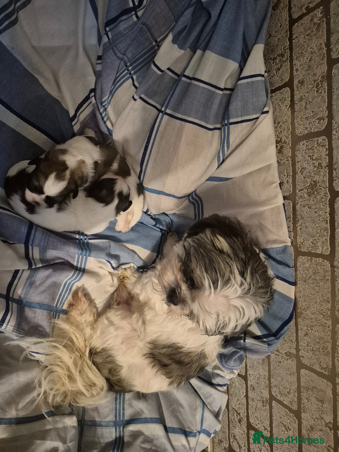 Shih Tzu dogs for sale: Shih tzu - Advert 6